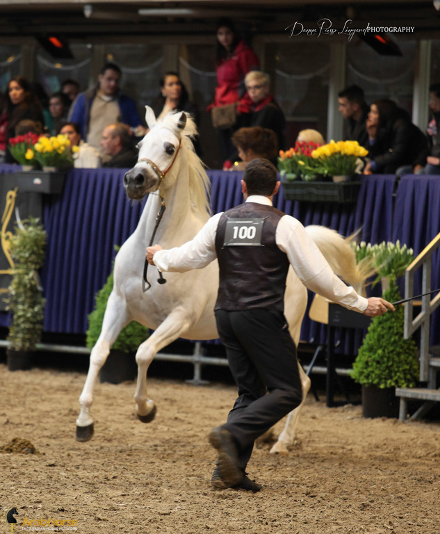 Tulip Cup Deurne 2014