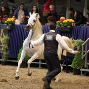 Tulip Cup Deurne 2014