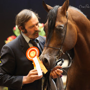 Tulip Cup Deurne 2014