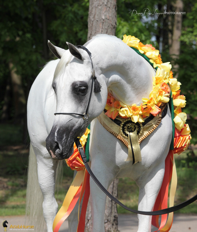 Tulip Cup Deurne 2014