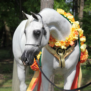 Tulip Cup Deurne 2014