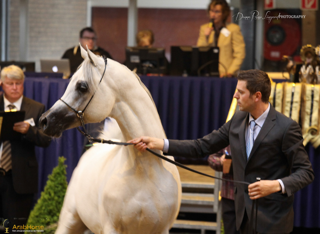 Tulip Cup Deurne 2014