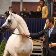 Tulip Cup Deurne 2014