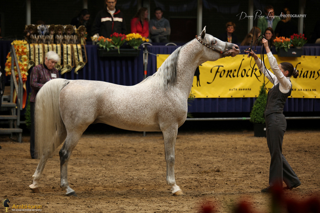 Tulip Cup Deurne 2014