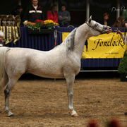 Tulip Cup Deurne 2014