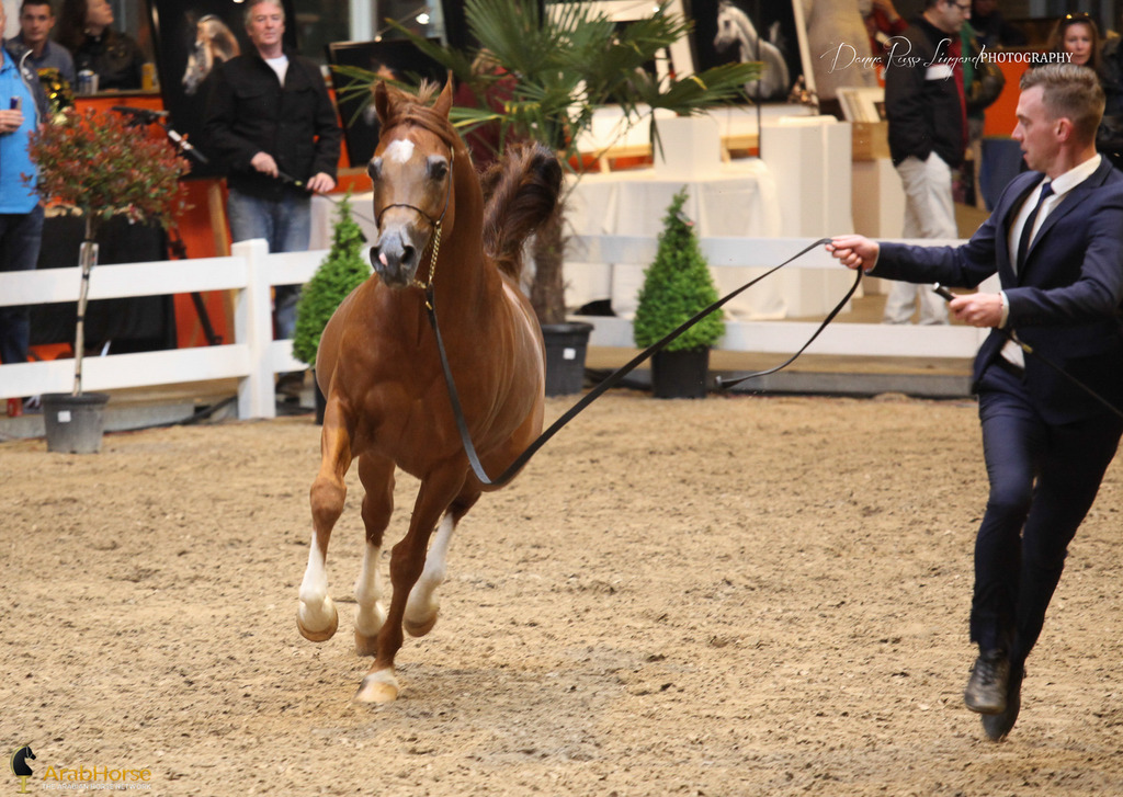 Tulip Cup Deurne 2014