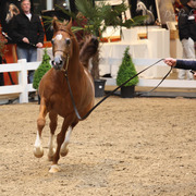 Tulip Cup Deurne 2014