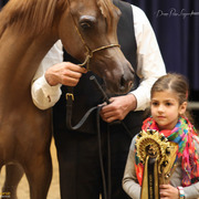 Tulip Cup Deurne 2014