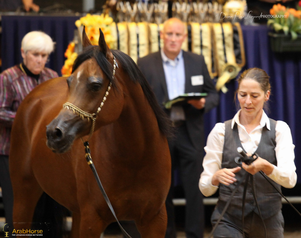 Tulip Cup Deurne 2014
