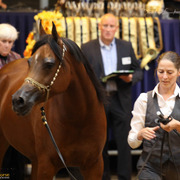 Tulip Cup Deurne 2014