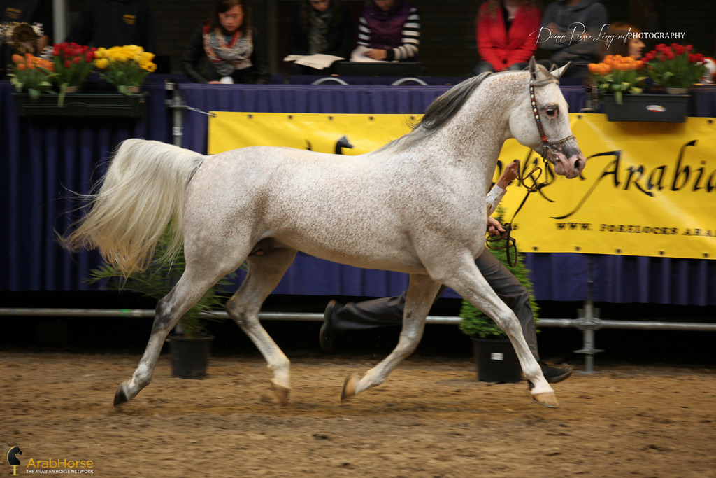 Tulip Cup Deurne 2014