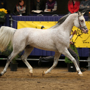 Tulip Cup Deurne 2014