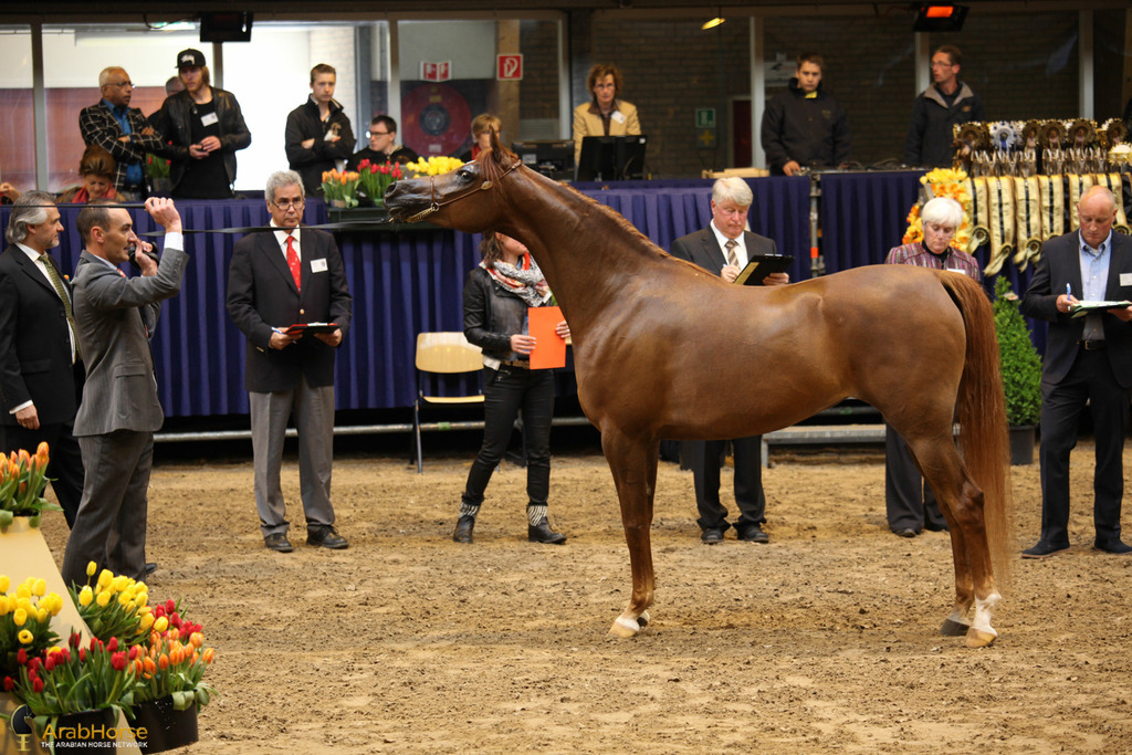 Tulip Cup Deurne 2014