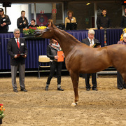 Tulip Cup Deurne 2014