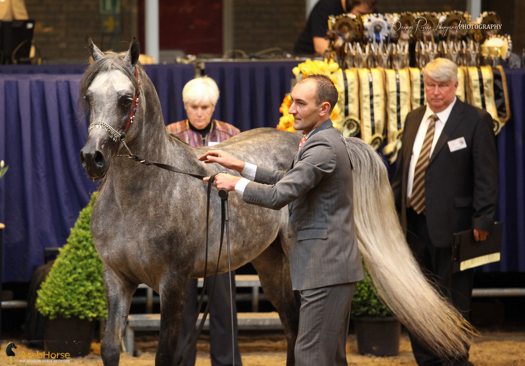 Tulip Cup Deurne 2014