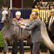Tulip Cup Deurne 2014