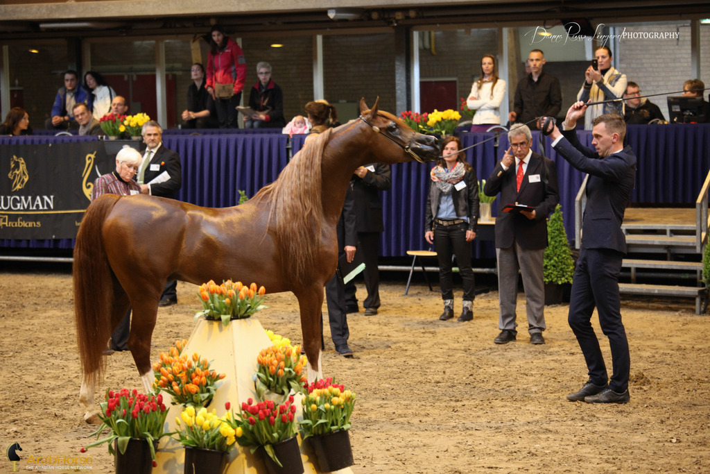 Tulip Cup Deurne 2014