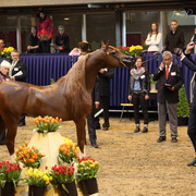 Tulip Cup Deurne 2014