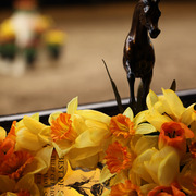 Tulip Cup Deurne 2014