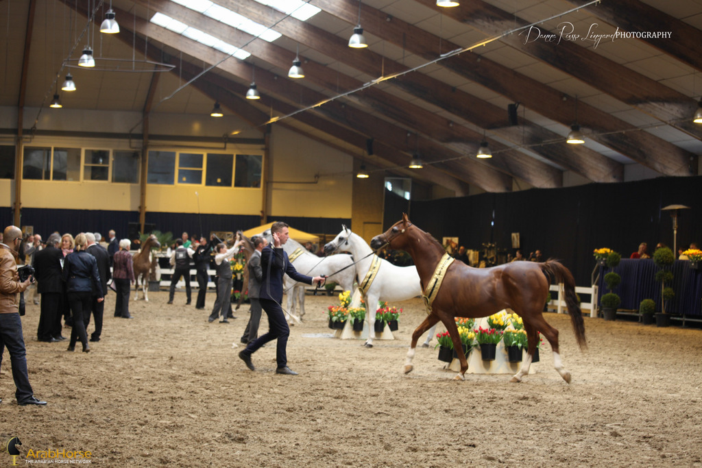 Tulip Cup Deurne 2014