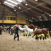 Tulip Cup Deurne 2014