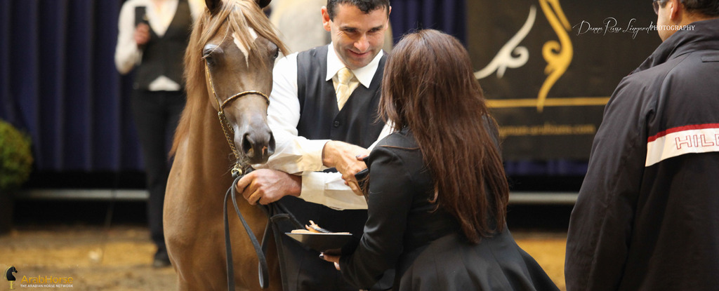 Tulip Cup Deurne 2014