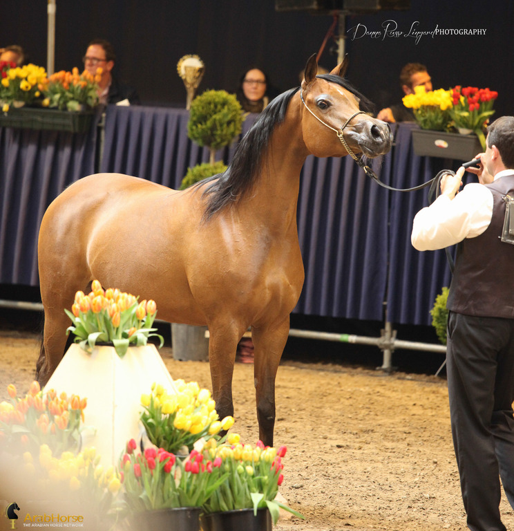 Tulip Cup Deurne 2014