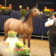 Tulip Cup Deurne 2014