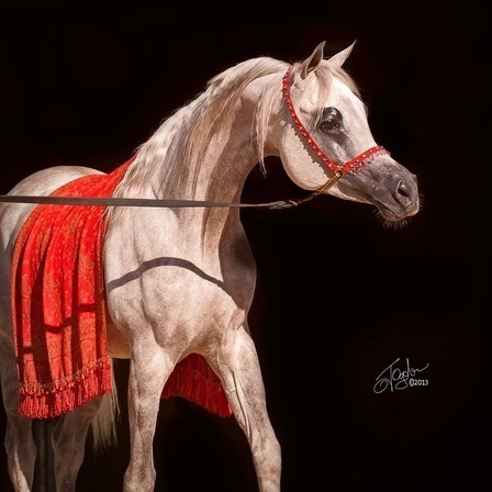 Athala Arabians