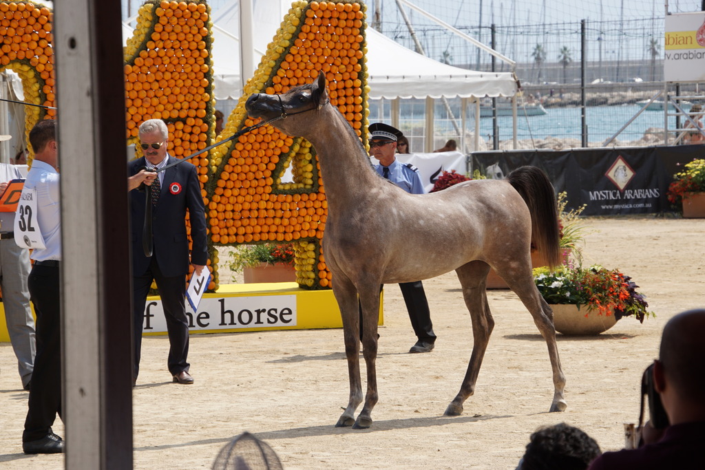Menton Arabian Horse Championship 2014