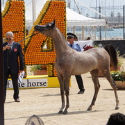 Menton Arabian Horse Championship 2014