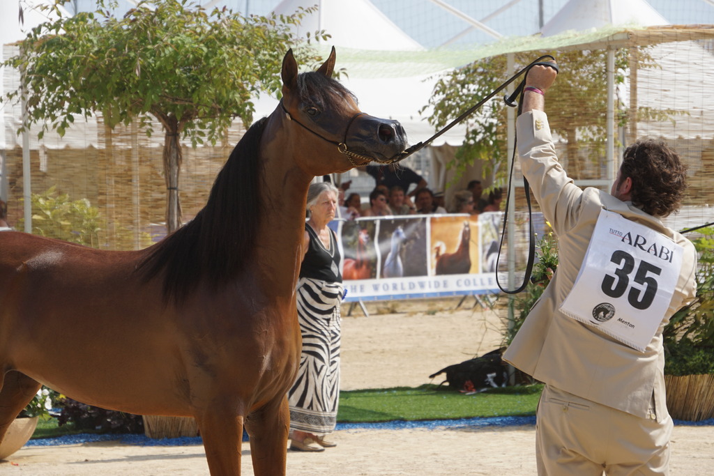 Menton Arabian Horse Championship 2014