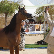 Menton Arabian Horse Championship 2014