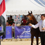 Menton Arabian Horse Championship 2014