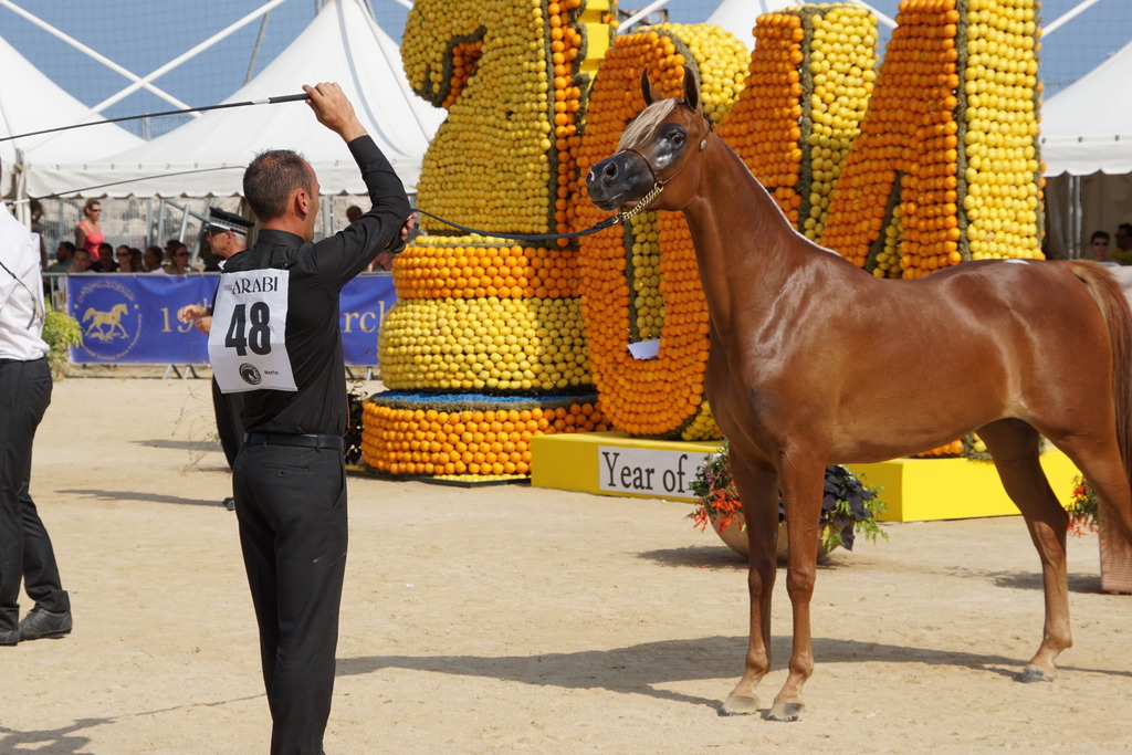 Menton Arabian Horse Championship 2014