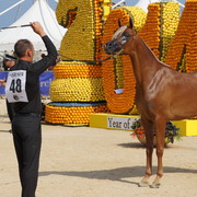 Menton Arabian Horse Championship 2014