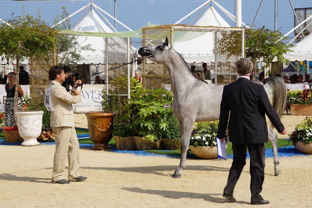 Menton Arabian Horse Championship 2014
