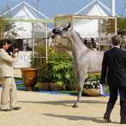 Menton Arabian Horse Championship 2014