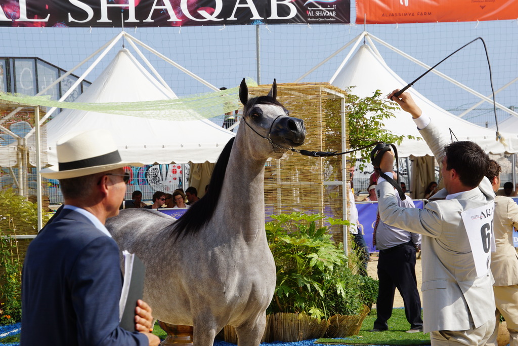 Menton Arabian Horse Championship 2014