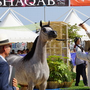 Menton Arabian Horse Championship 2014