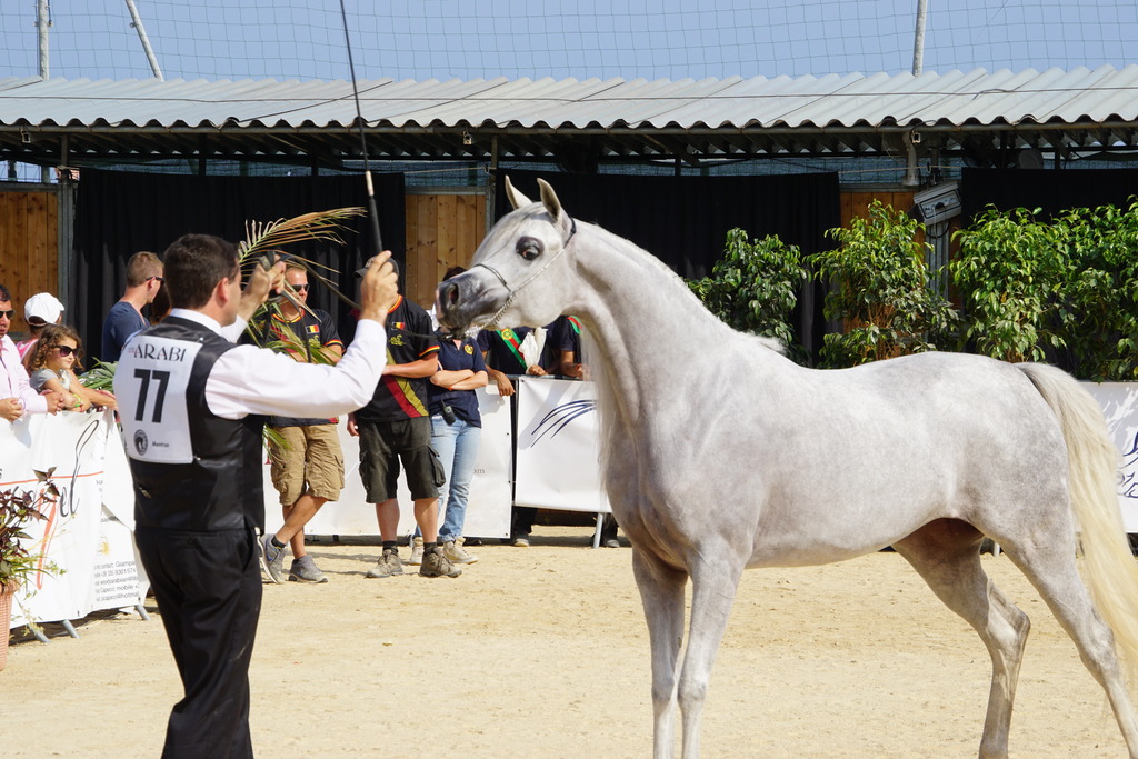 Menton Arabian Horse Championship 2014