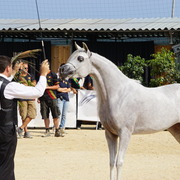 Menton Arabian Horse Championship 2014