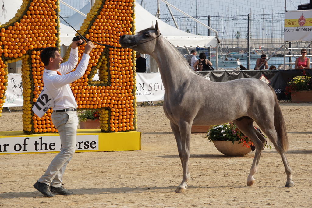 Menton Arabian Horse Championship 2014