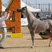 Menton Arabian Horse Championship 2014