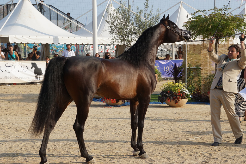 Menton Arabian Horse Championship 2014