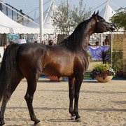 Menton Arabian Horse Championship 2014