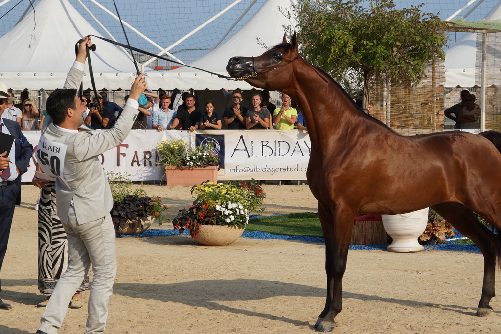 Menton Arabian Horse Championship 2014