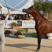 Menton Arabian Horse Championship 2014