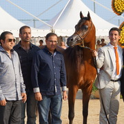 Menton Arabian Horse Championship 2014