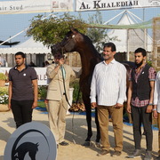 Menton Arabian Horse Championship 2014